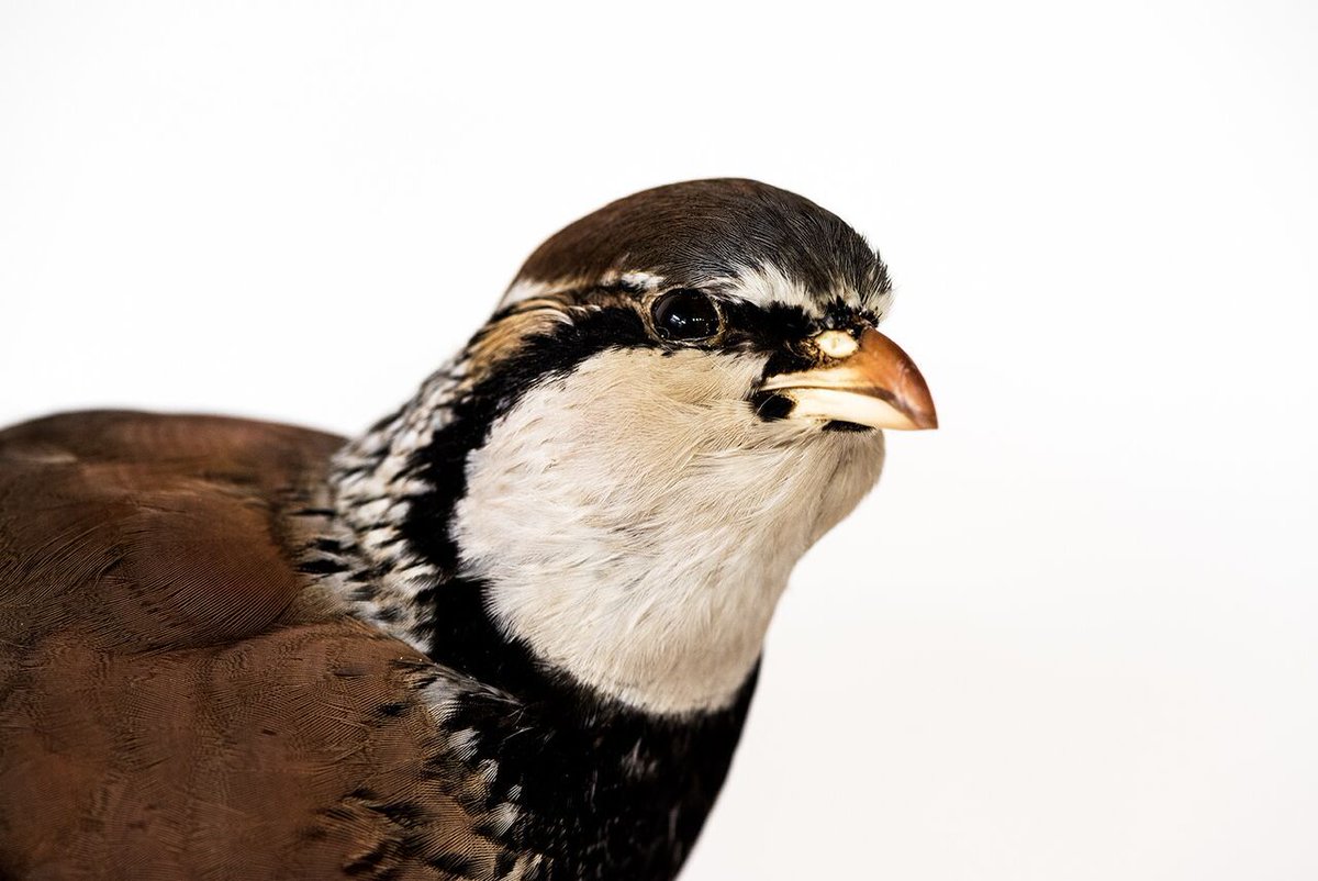 JohnMooreMuseum's tweet photo. "The taxidermist’s shop… there were stuffed owls and otters, boxes of glass eyes, tropical butterflies, fearful scalpels and strong whiffs of naphthalene."

#Quote taken from John Moore's A Pocketful of Acorns

Photo by Alistair Fenn

#taxidermy #wildlife #literature https://t.co/YE2WGvxMxI