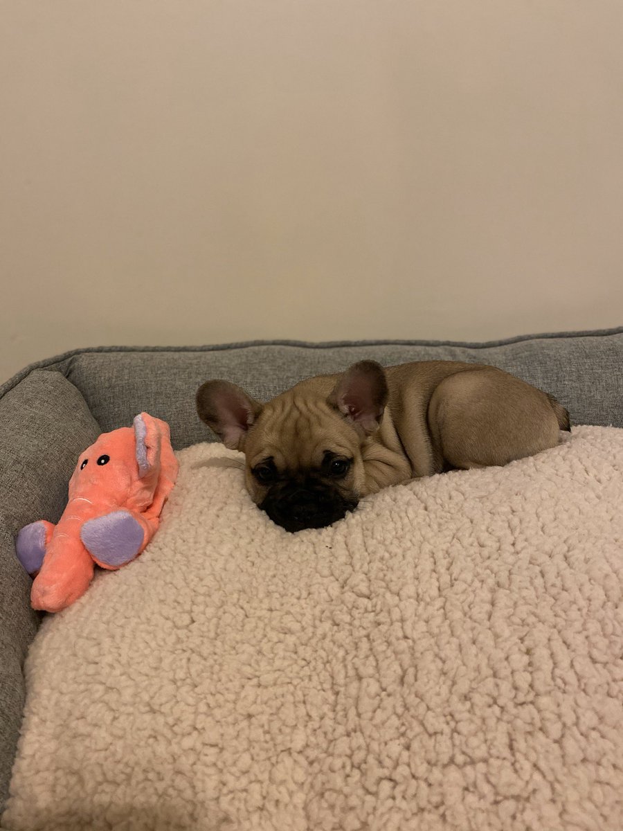 jfergii's tweet photo. My perfect little angel frenchie baby. 🥺💖✨😭💞🌸🥰💗 https://t.co/egI3vwsmuz