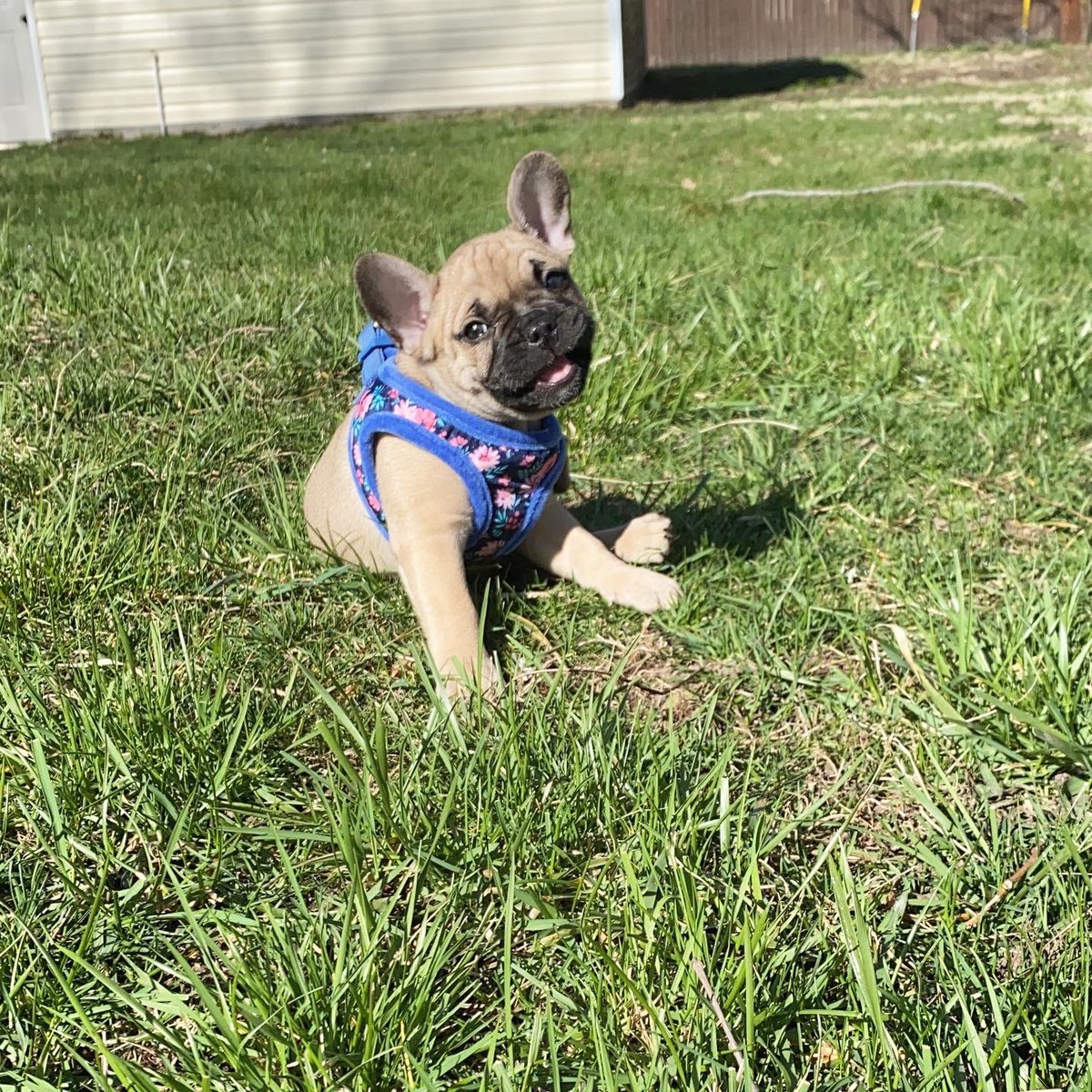 jfergii's tweet photo. My perfect little angel frenchie baby. 🥺💖✨😭💞🌸🥰💗 https://t.co/egI3vwsmuz
