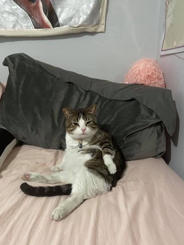 MtVernonAnimals's tweet photo. Chris turned up the charm when his foster family picked him up last week. We're happy to share his efforts did not go unnoticed! His fosters are now his fur-ever family and we're over the moon. 😻♥️ https://t.co/Bzvnmig5Pc
