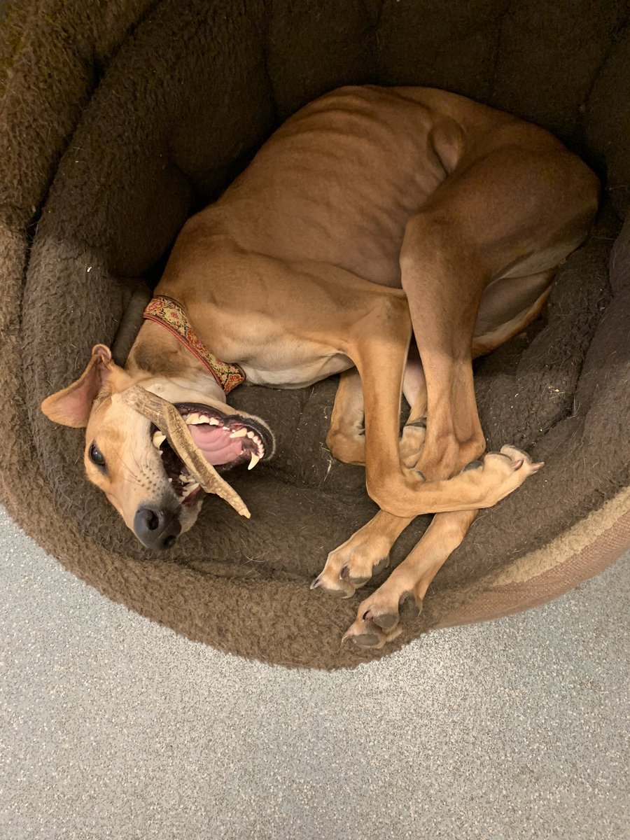 PetPerfection's tweet photo. Deer antlers, a brilliant chew for dogs! 🐶
🦌 Long lasting
🦌 Great for dental health
🦌 Ethically sourced
🦌 Sutiable for puppies
Availability at both stores https://t.co/gXrzrhZkfd