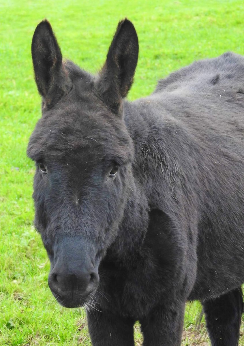 Fabrice. Goodnight little man, you fought so hard for so long. We are just heartbroken to have lost our dear Fabrice on Sunday, at just 11yrs old after his 2yr health battle. 💔