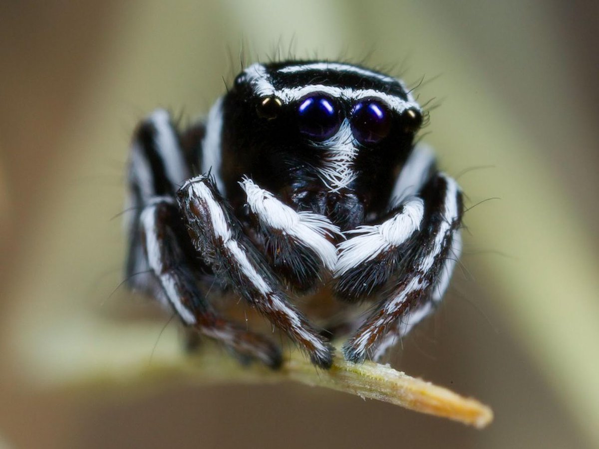 Why does Australia have peacock spiders