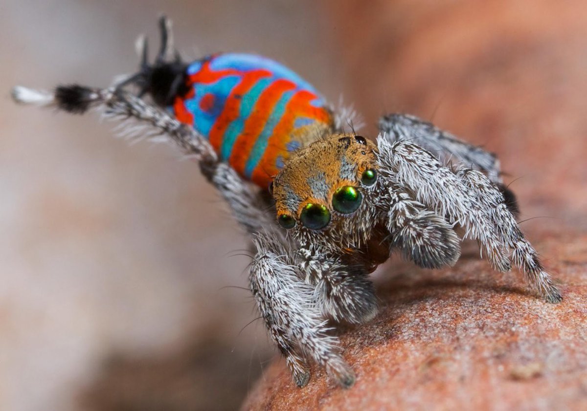 Why does Australia have peacock spiders