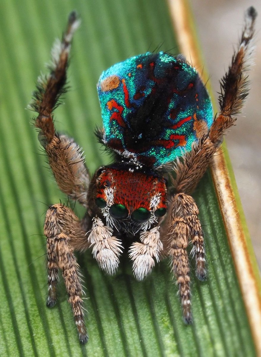 Why does Australia have peacock spiders