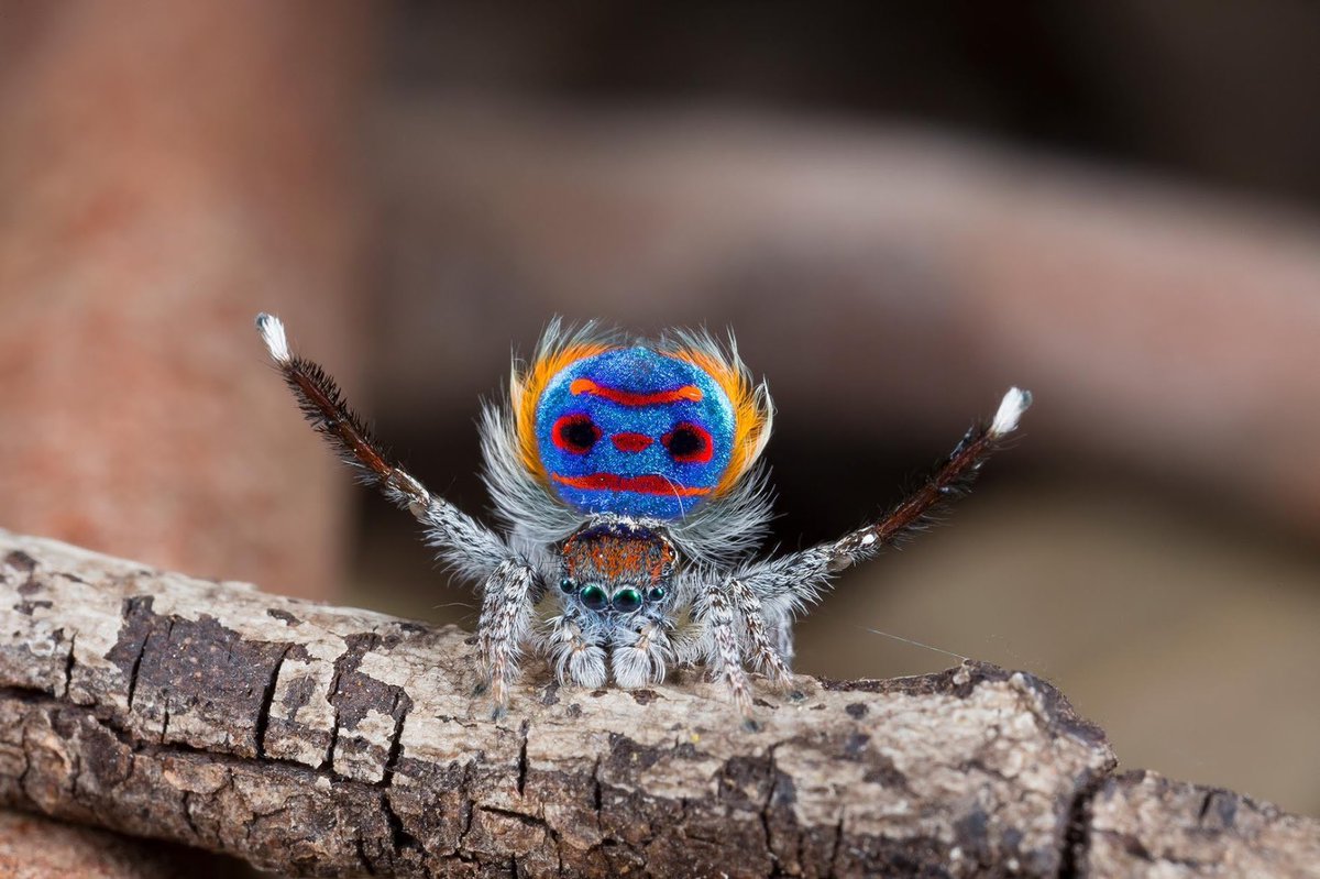 Why does Australia have peacock spiders