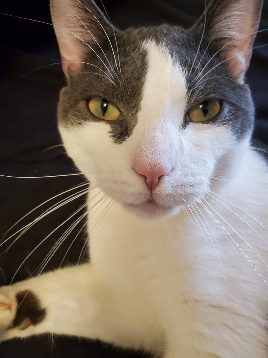 129Schmidt's tweet photo. At 1st I couldn't think of a name.  So thinking "the cat with no name". When I said to him "How about Eastwood"? 
He gave me a squinty eyed look, then rubbed up against my hand purring. 
So that settled it. https://t.co/u1So1tYUVf
