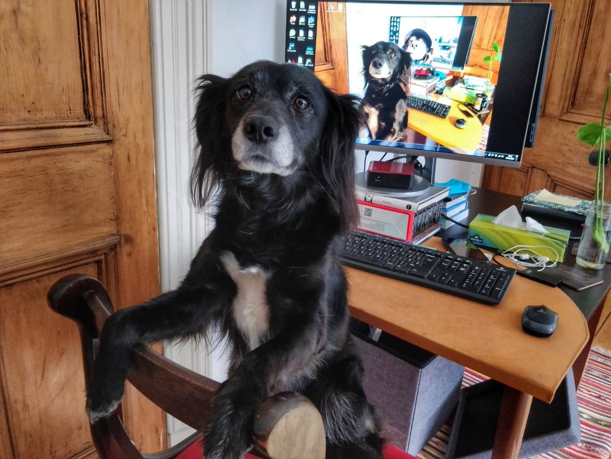 HodgeEwa's tweet photo. Today was lots of video calls, and this.
#dogception https://t.co/umFXcq1NVU