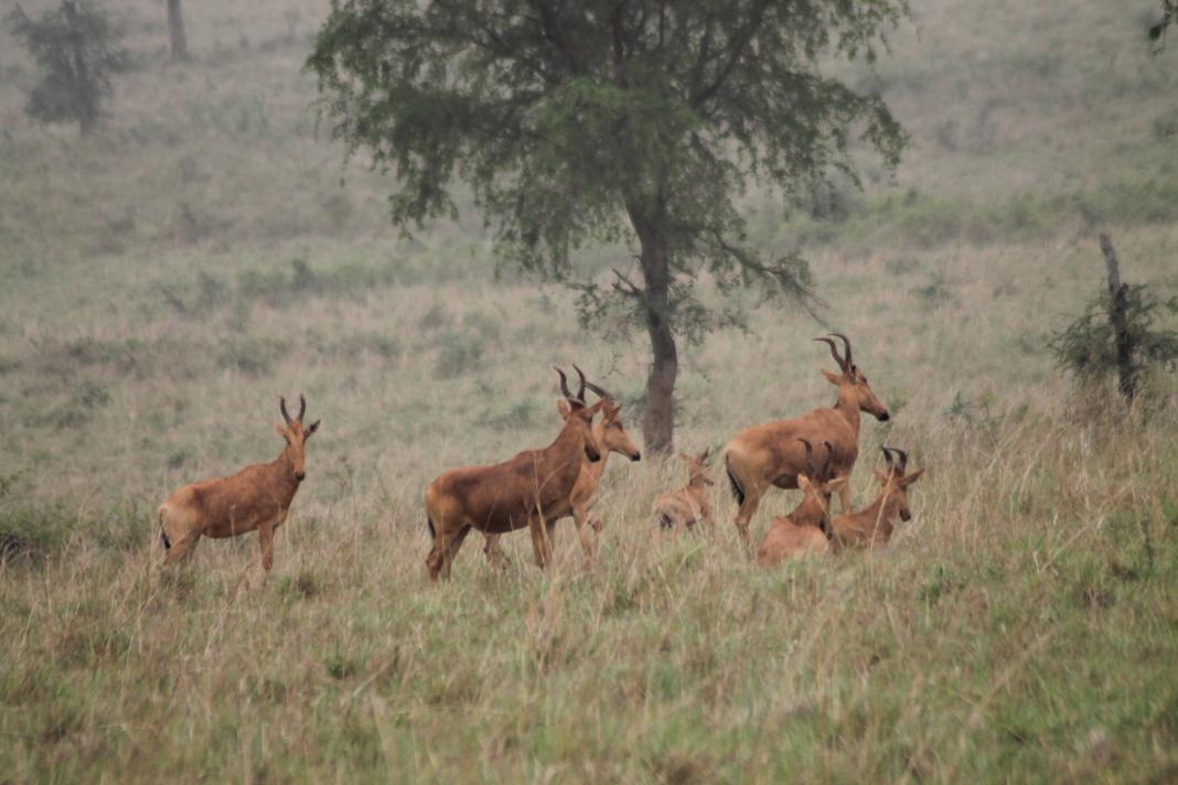 GuluNature's tweet photo. Kidepo memories leave with us forever...#visituganda https://t.co/8e6oFMXTL4