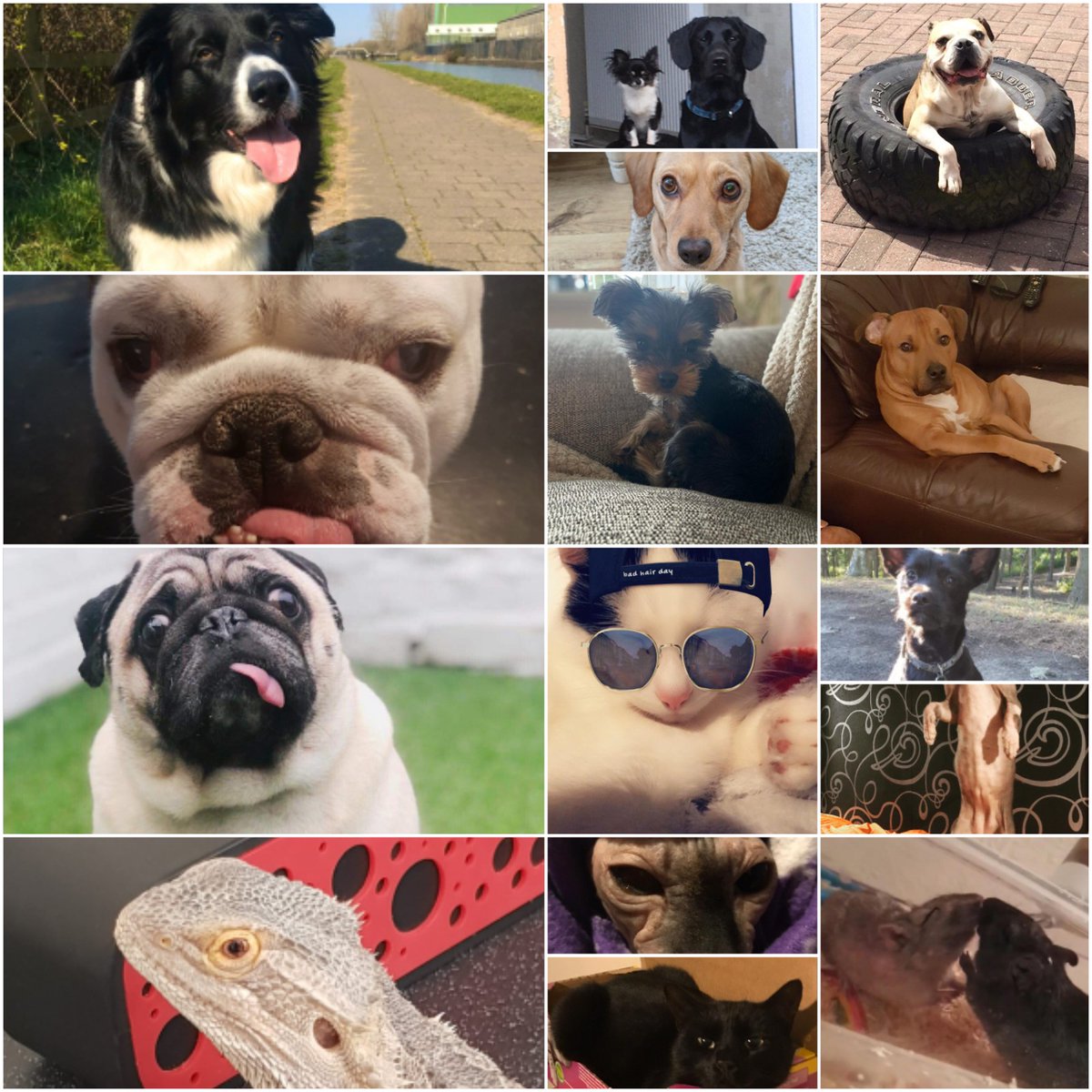 Look at these cuties 🥰 
All the entry's in our cute pet competition this week 🙌 how adorable 😁