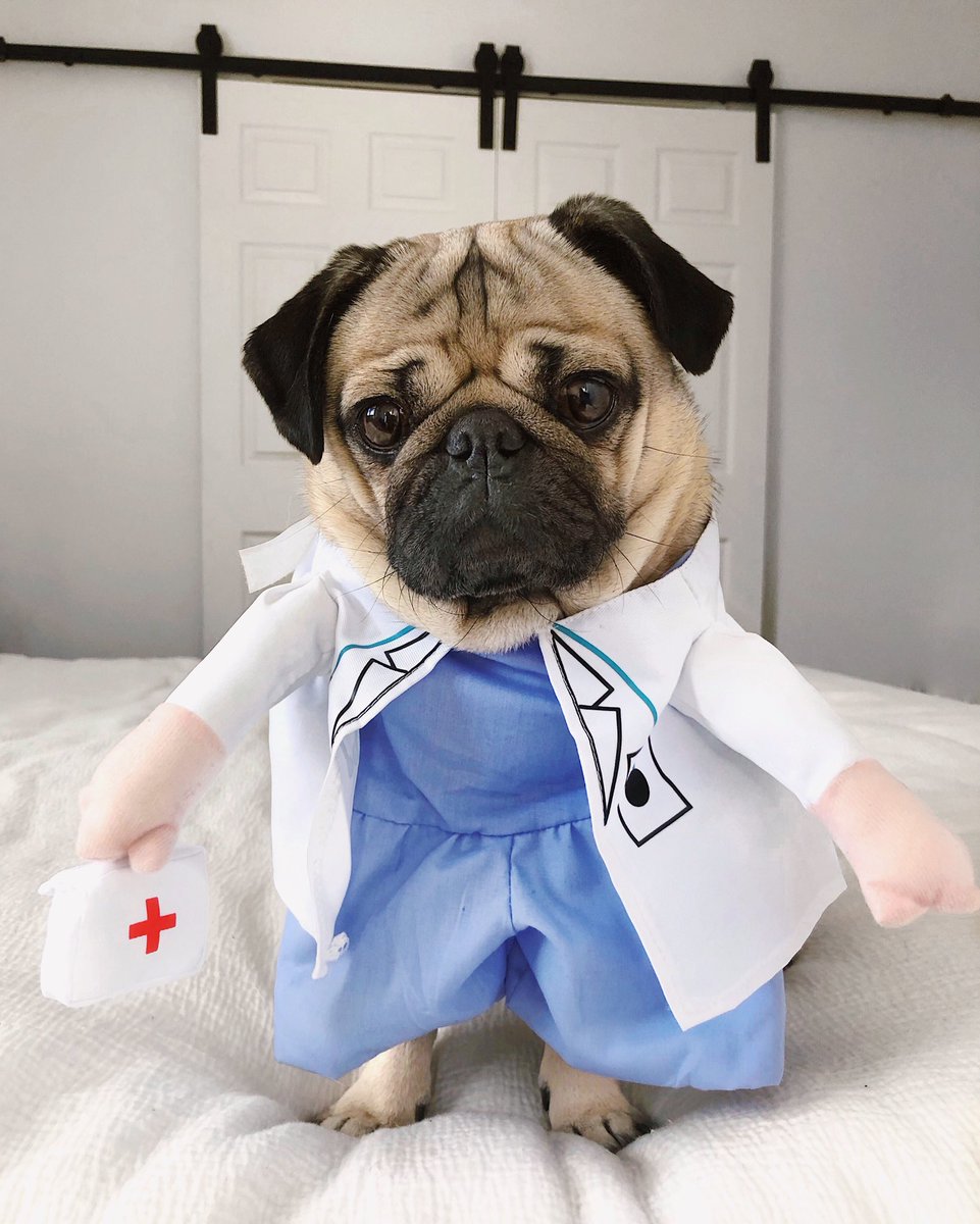 itsdougthepug's tweet photo. Thank u to all our healthcare workers, we love u and appreciate u! #WorldHealthDay https://t.co/aKWdB2NLCH