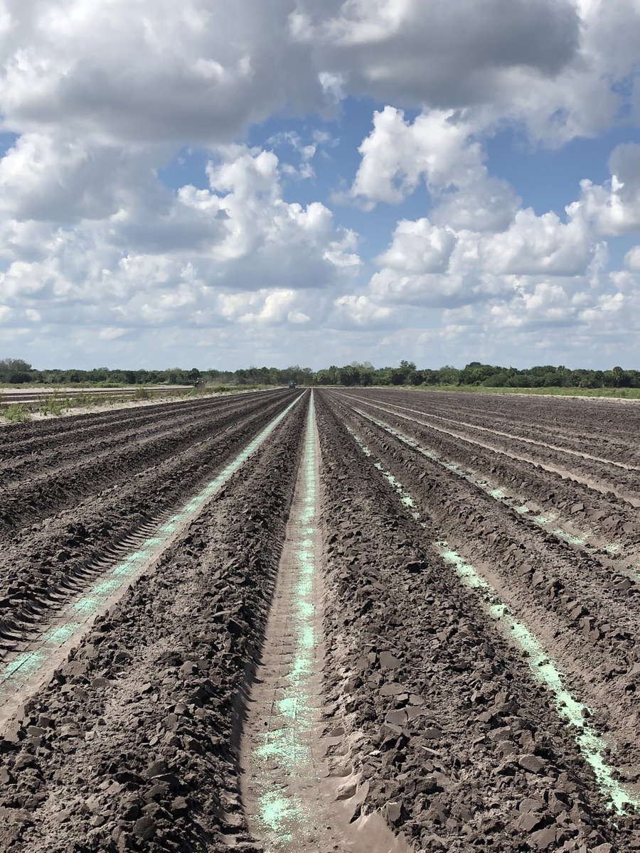 WhitehurstTrey's tweet photo. Polyon is becoming the Grower’s Standard for Florida Sugarcane Farmers that are focused on improving their BMP’s, labor efficiency, and their ROI. Let us show you how. From the time you plant until you harvest. #growingabetterworld https://t.co/AA88hdUKCF