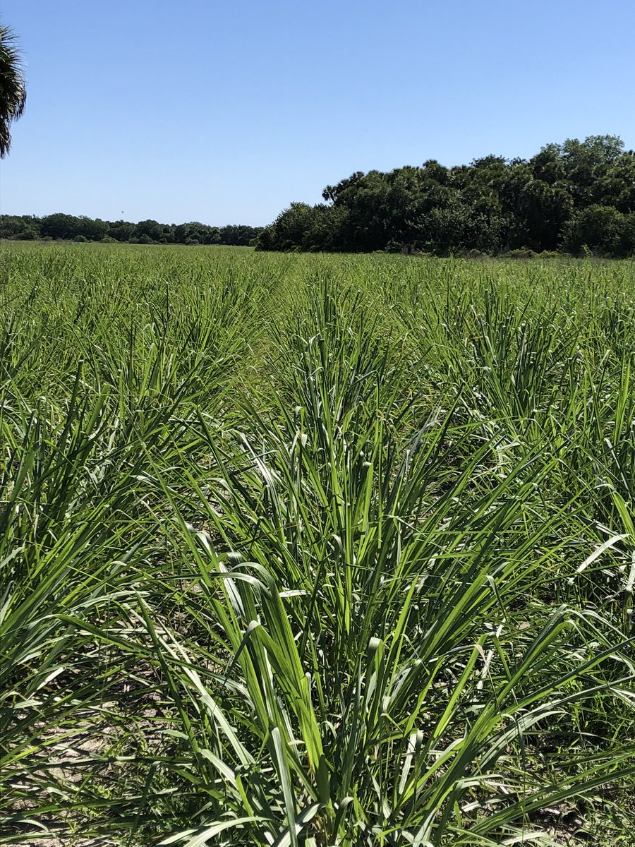 WhitehurstTrey's tweet photo. Polyon is becoming the Grower’s Standard for Florida Sugarcane Farmers that are focused on improving their BMP’s, labor efficiency, and their ROI. Let us show you how. From the time you plant until you harvest. #growingabetterworld https://t.co/AA88hdUKCF