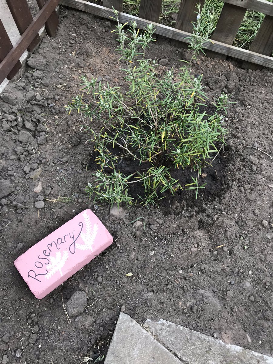 corbin023's tweet photo. @Y4Say No peas unfortunately but plenty of gardening! 👍🏽💪🏽 https://t.co/kXjhtxxPU4