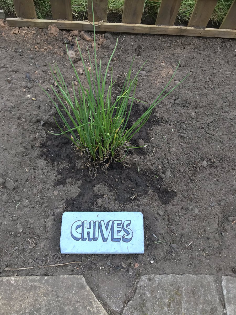 corbin023's tweet photo. @Y4Say No peas unfortunately but plenty of gardening! 👍🏽💪🏽 https://t.co/kXjhtxxPU4