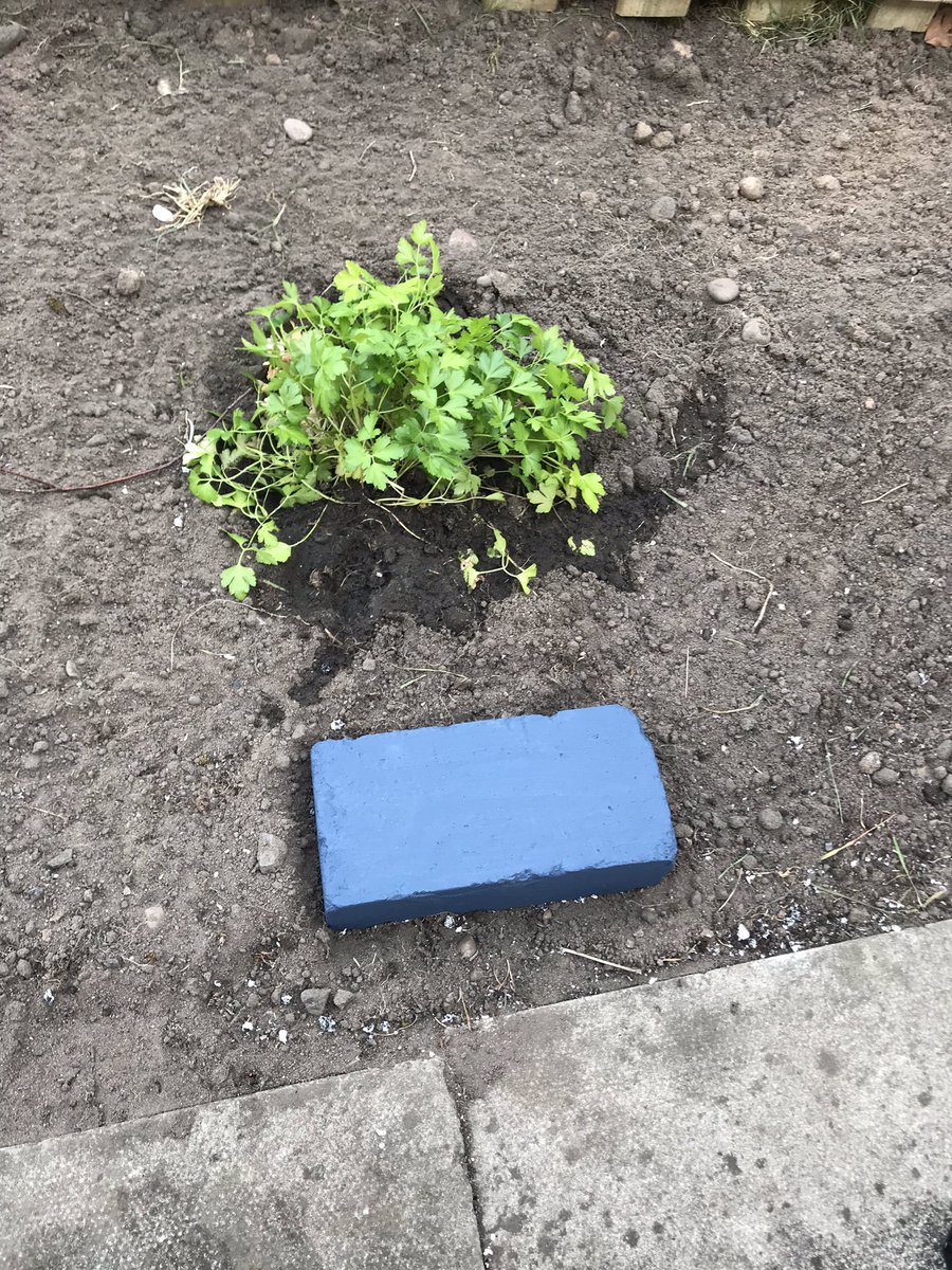 corbin023's tweet photo. @Y4Say No peas unfortunately but plenty of gardening! 👍🏽💪🏽 https://t.co/kXjhtxxPU4