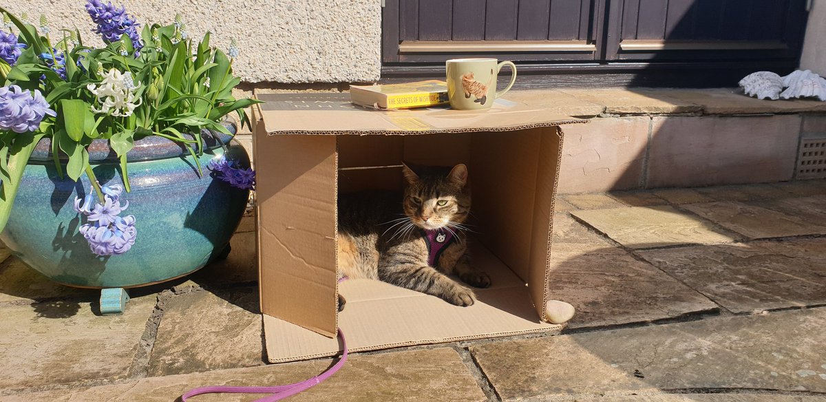 Catbell74's tweet photo. Made Faolin a house in the garden from a box...a John Lewis box no less. After an initial examination he decided he would rather lie on the ground under the table...the box is now in the shed...#cats #CatsOfTwitter #typical #kittyantics https://t.co/nMNVyUtfwJ