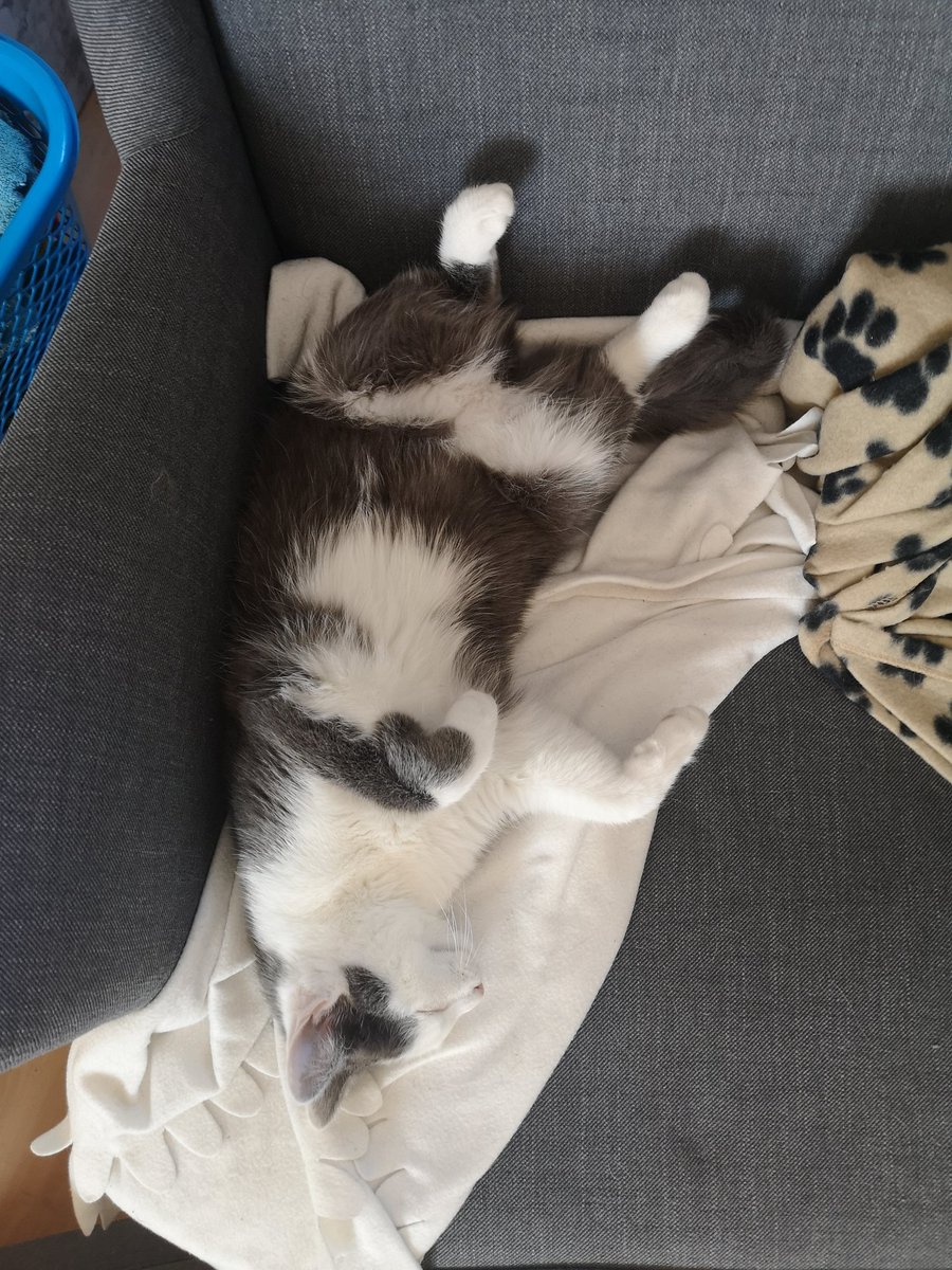 nika 🌙 tweet media