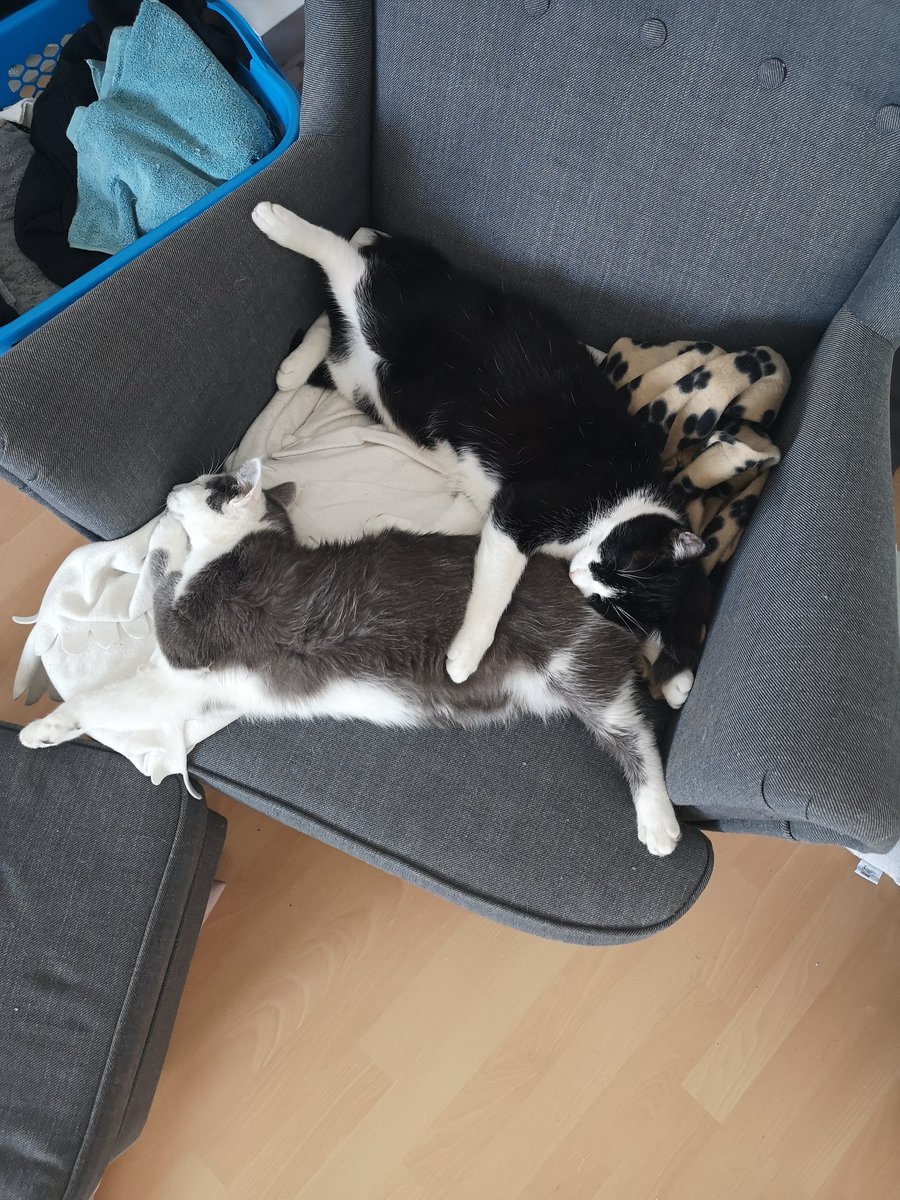 nika 🌙 tweet media