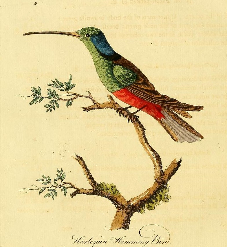 Overwhelmed by these great artistic examples? Though John Latham was the leading English ornithologist of his day, his illustrations are a bit more . . . simplistic. Examples from "Supplement to the General synopsis of birds" in  @BioDivLibrary :  https://s.si.edu/3aE2CwO 