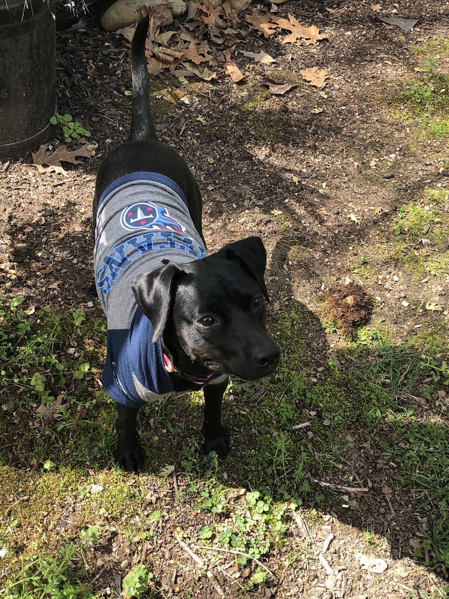 MistyMarie16's tweet photo. Hazie Mae sporting her Tennessee Titans Jersey! @jaylnlorenz @PhillyWarriors #pesvirtualspiritweek https://t.co/DSXyZhDifY