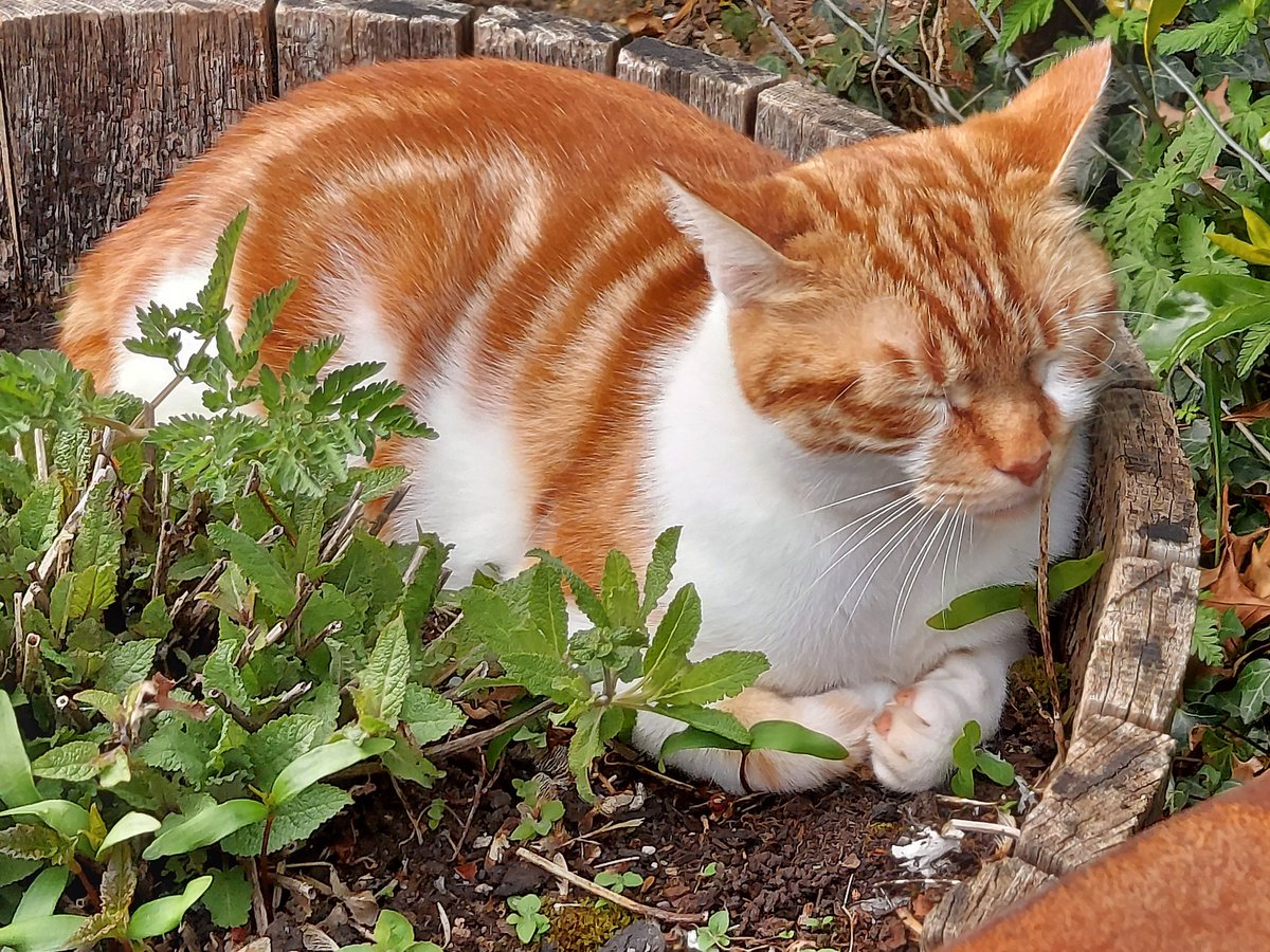 SmallCatDiaries's tweet photo. #George is still out in the #SmallCatDiaries garden, using the picnic table as a vantage point, while #Biscuit is doing his best to try & blend in with the plants, not realising that his bright orange & white fur doesn't lend itself to camouflage here. #CatsOfTwitter #Cats https://t.co/o4P0giUSHR
