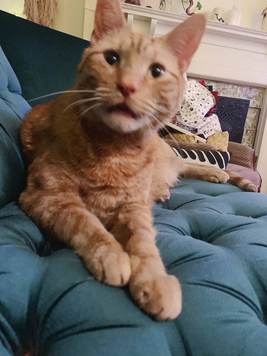 RRachelAnn's tweet photo. Doing this for @cydneyja #abc7ny this is my cat Xavier https://t.co/pxBkagQRxZ
