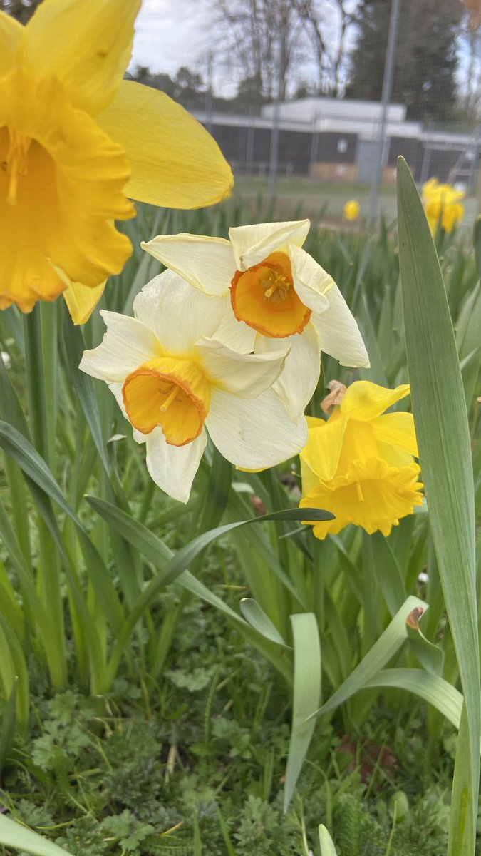 NMPearson's tweet photo. #nmpearsonphoto #photography #Flowers https://t.co/WBAl8f2FaI