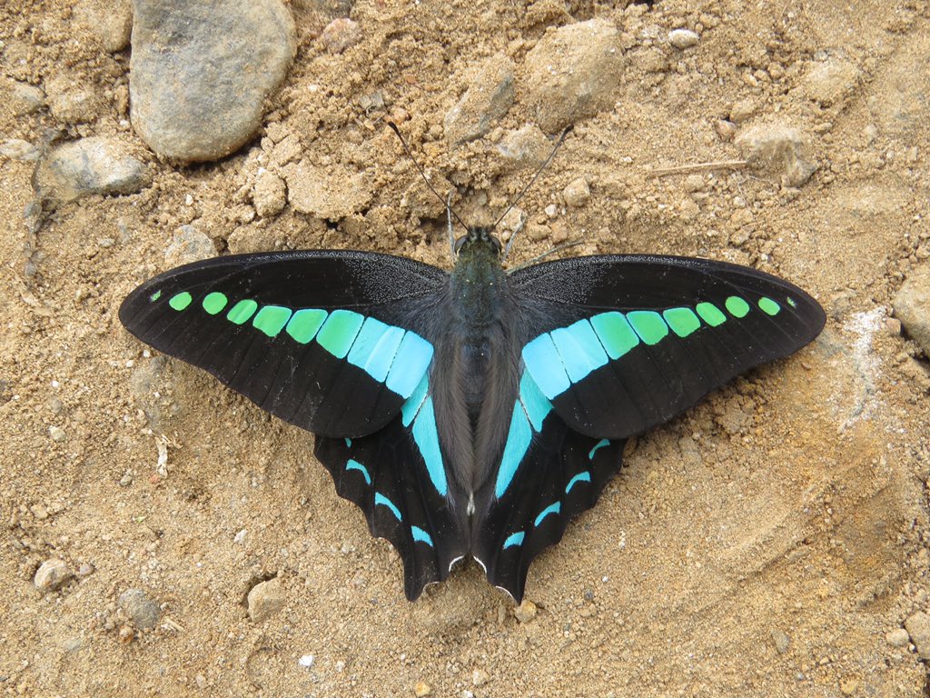 beeboundhorizon's tweet photo. real life versions of the games butterflies 🦋 https://t.co/DWSJ896pHA