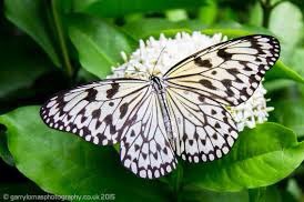 beeboundhorizon's tweet photo. real life versions of the games butterflies 🦋 https://t.co/DWSJ896pHA