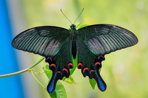 beeboundhorizon's tweet photo. real life versions of the games butterflies 🦋 https://t.co/DWSJ896pHA