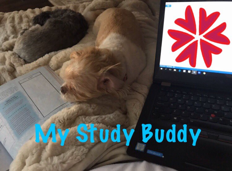Jennymace321's tweet photo. Study Buddy Day! My favorite study buddy❤️ Happy Tuesday! #wearewalker #wildcatspiritweek @CFISDWalker https://t.co/52lRI8caqG
