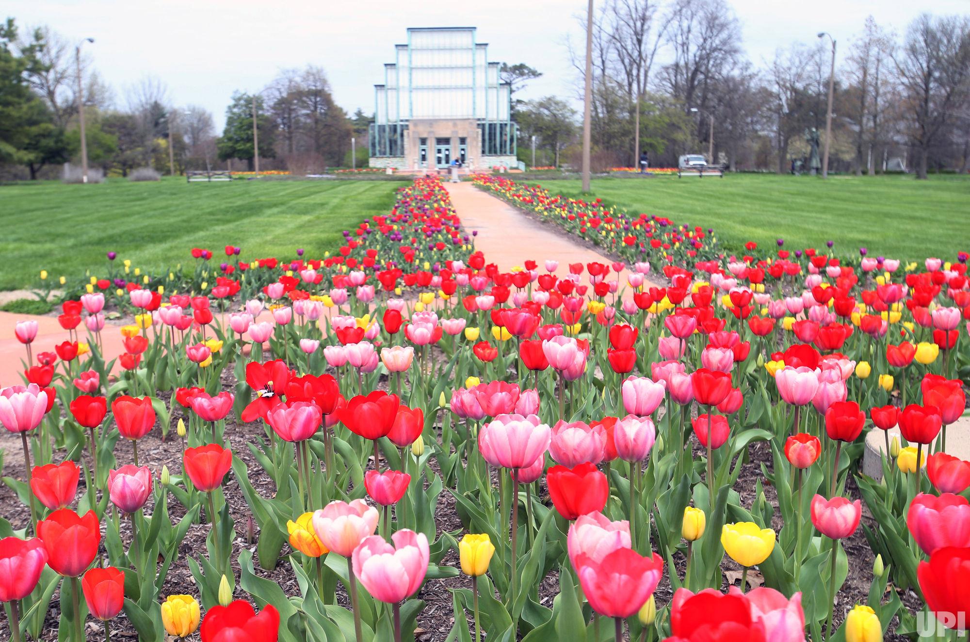 UPI Photos on Twitter "A variety of colorful tulips are in full bloom