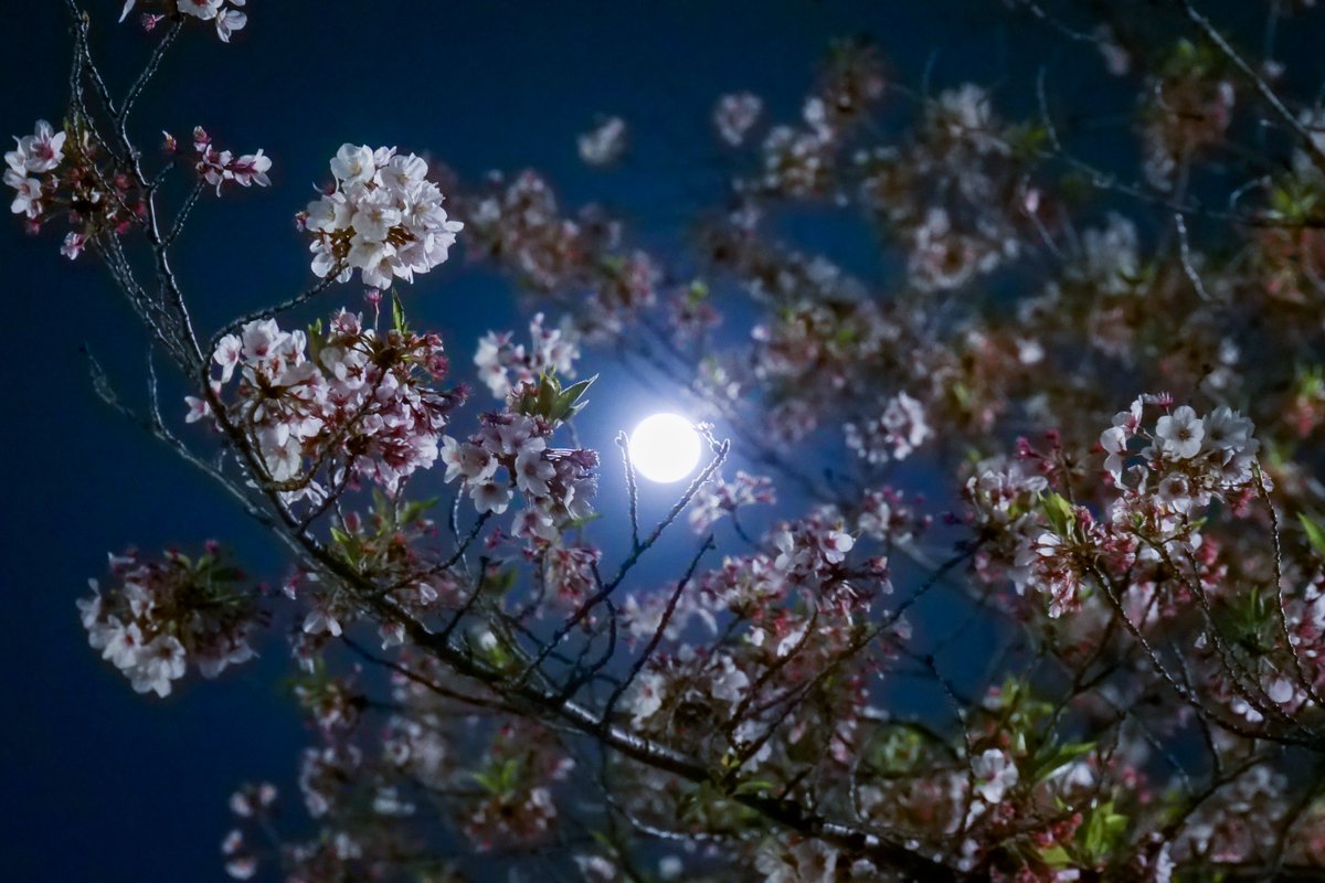 Raptor 桜とスーパーピンクムーン 桜 スーパーピンクムーン Supermoon スーパームーン Pinkmoon ピンクムーン S U P E R P I N K M O O N