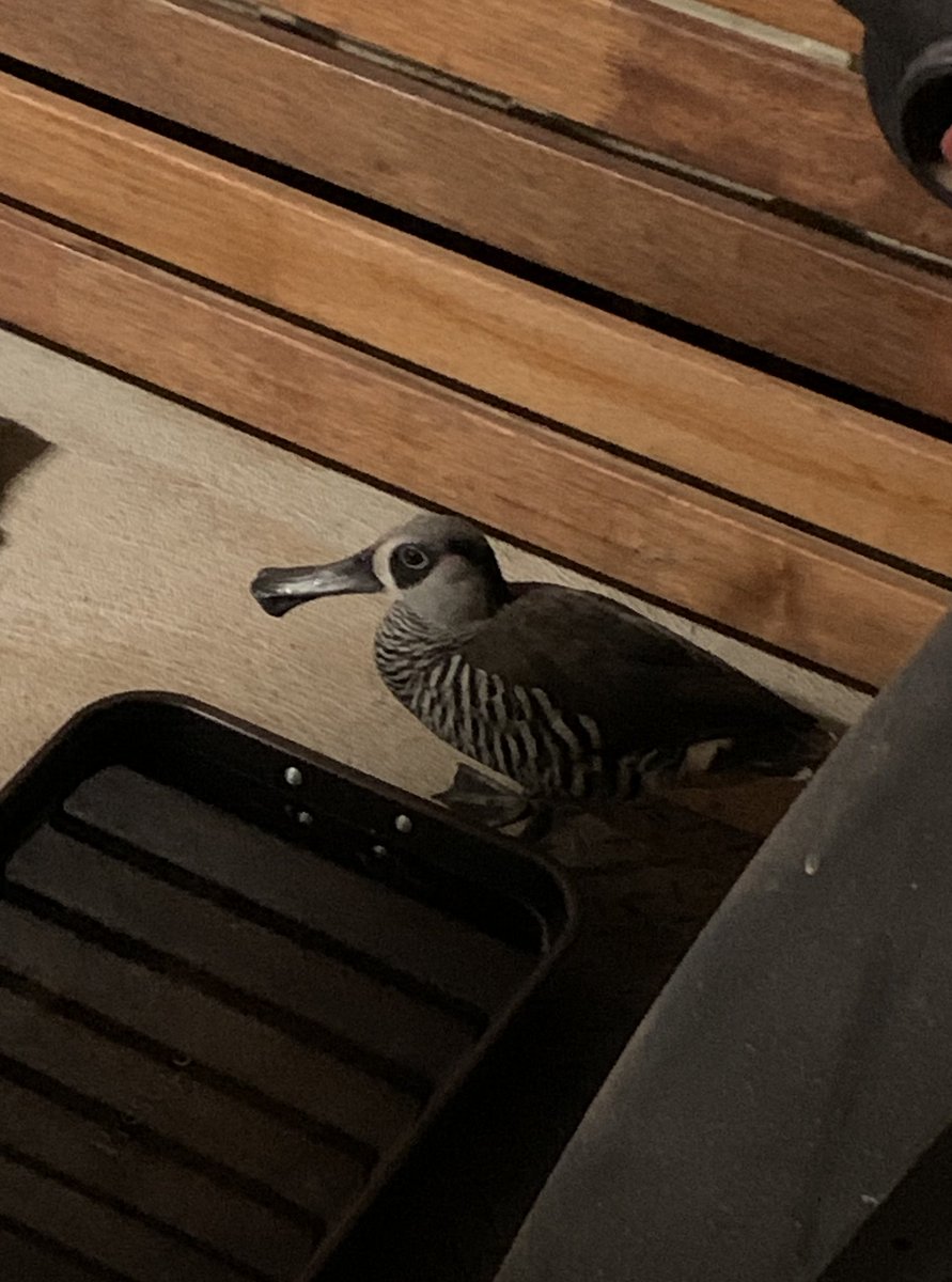 cherie_brown's tweet photo. So today a duck ignored the stay-at-home memo and randomly invited itself over https://t.co/fxO9afflYl