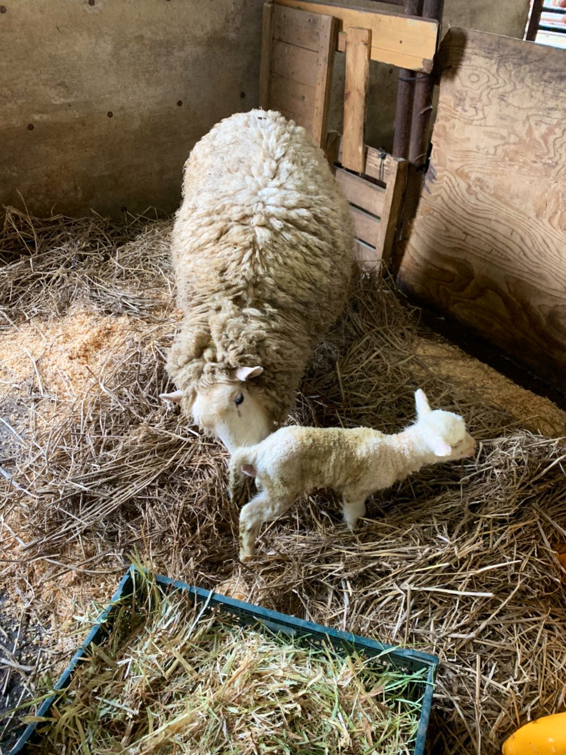 no.046 型押しウッドとBall ridingの子羊