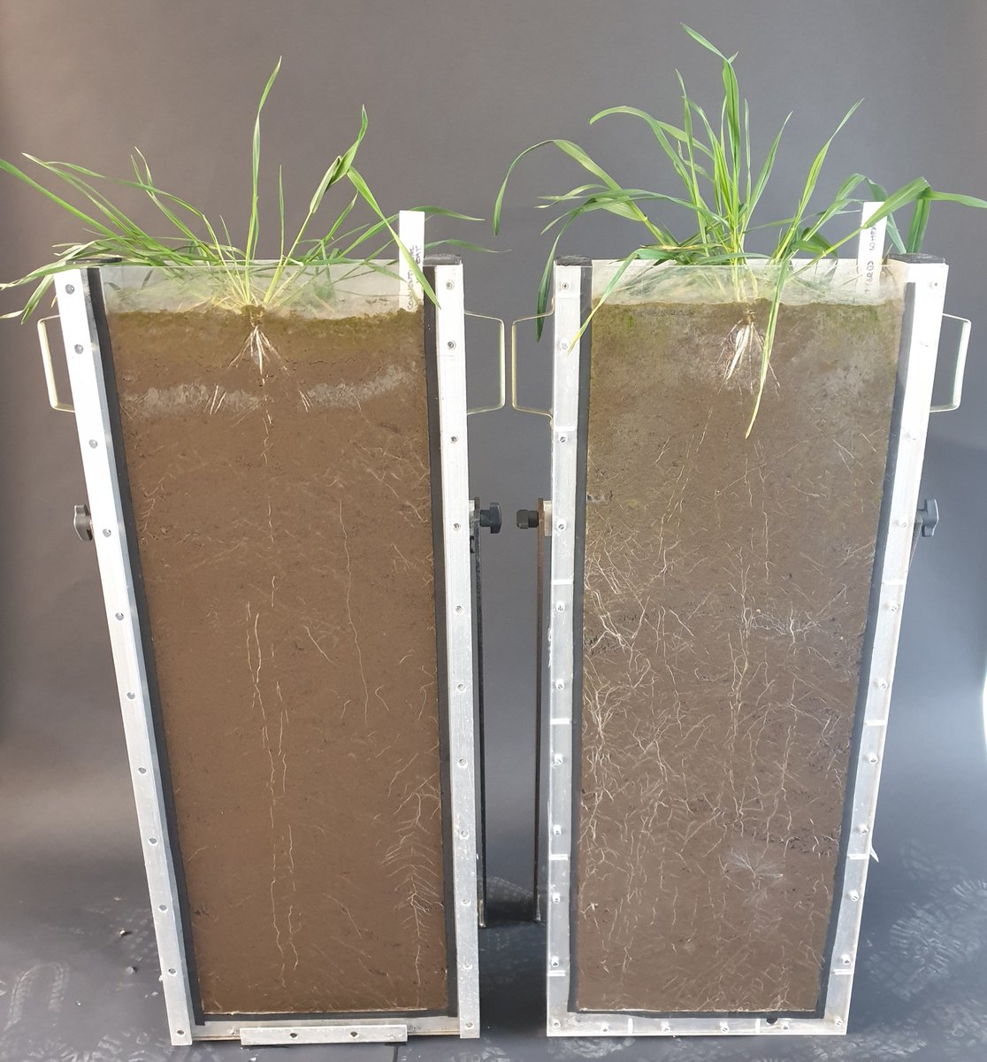 Using rhizotrons to analyse hybrid wheat roots (on the right) v's conventional wheat - fantastic root development being seen. New Syngenta wheat technology; a step change in sustainability for wheat. #hybridwheat