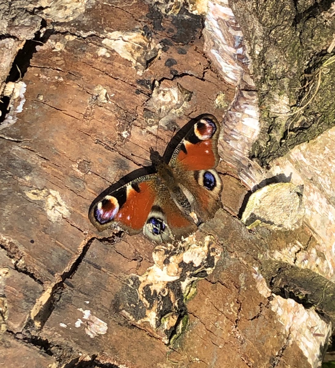 ecologymadders's tweet photo. Peacock butterfly spotted on my #DailyExercise in the @UniofReading wilderness https://t.co/GG1Gd1jc1B