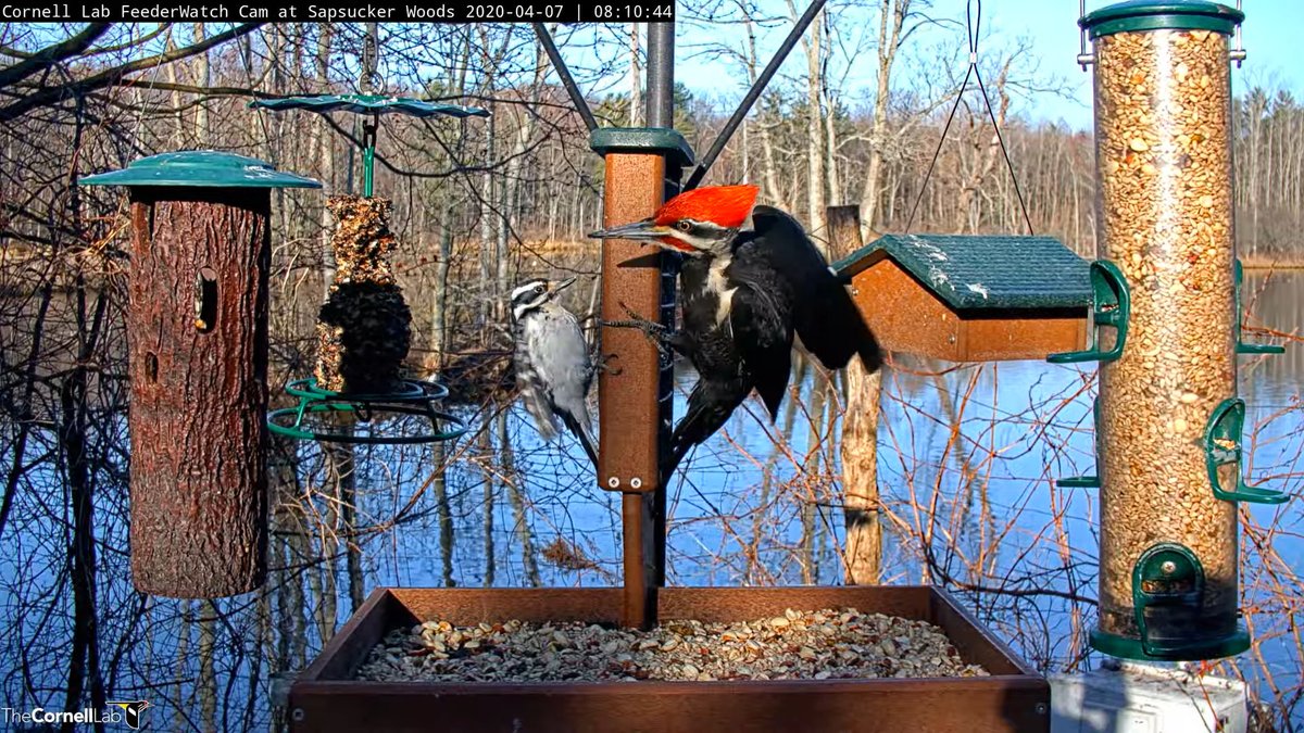 Cornell Lab Bird Nest Camera Live Woodpecker Cornell Bird Camera