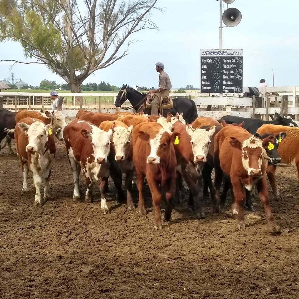 ClicRural_AR's tweet photo. 📢 Feria Maria Dolores
📡 En vivo !
📍 Buenos Aires
‼️ #GeneralRamirez
🔨 Etchevehere Rural Consignataria
💻https://t.co/d2dwPrYd6G https://t.co/JRZK5gV7zT