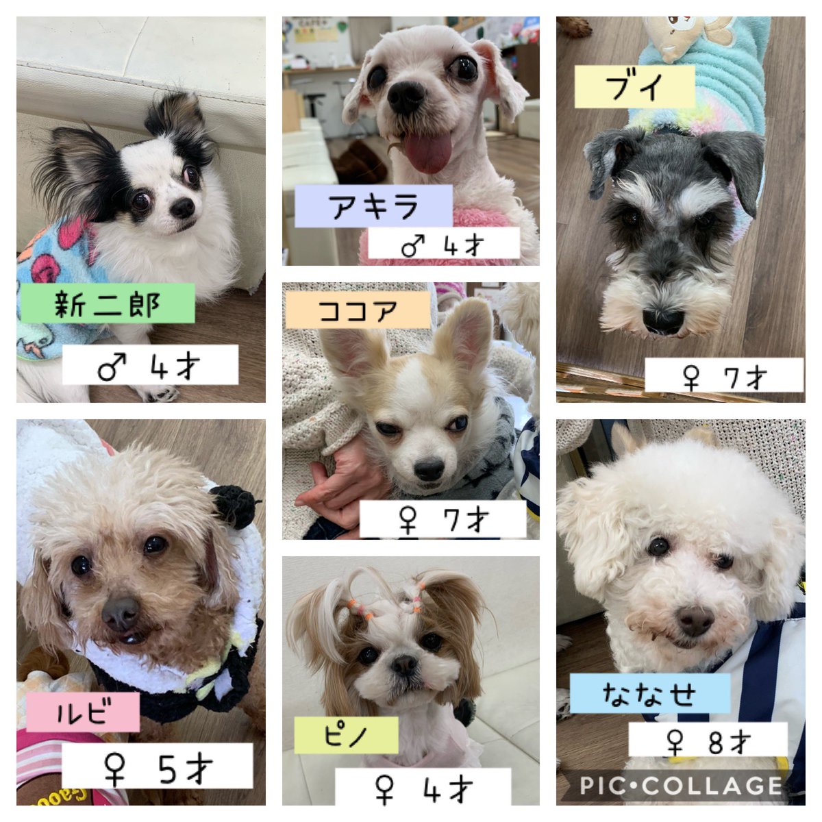 保護犬カフェ 保護猫カフェ 寺田町店 على تويتر 新メンバーが増えた明日の里親さん募集メンバーです 本日もありがとうございました 里親募集中 保護犬カフェ寺田町店 保護犬カフェ 保護猫カフェ 寺田町店 على تويتر 新メンバーが増えた明日の里親さん募集メンバーです 本日もありがとうございました 里親募集中 保護犬カフェ寺田町店
