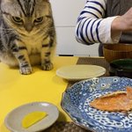 おなかなを狙う猫!ものすごい狙いを定めた顔!かわいい!