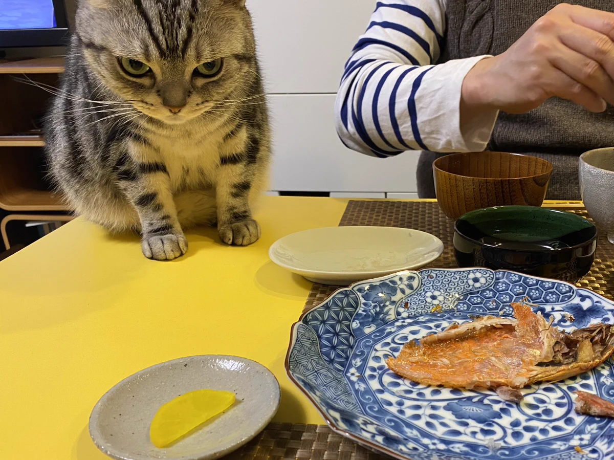 おなかなを狙う猫ｗｗｗものすごい狙いを定めた顔ｗｗｗかわいいｗｗｗ