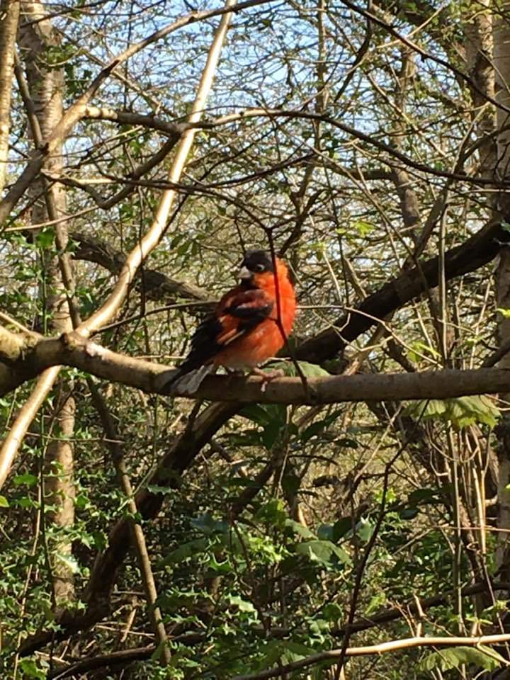 DavidJChapman's tweet photo. @RareBirdAlertUK can you help identify this unknown bird seen in Sheffield earlier today? https://t.co/zTF7LNUosV