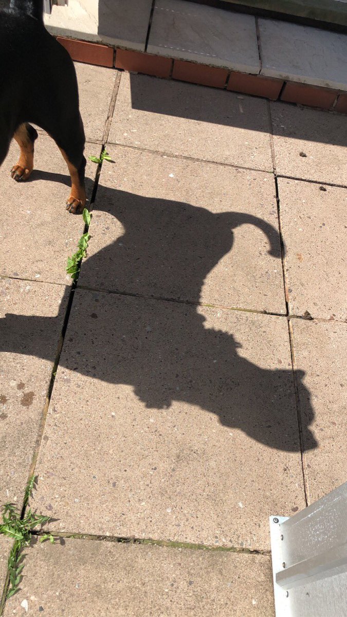 77. ‘Is that me?’A perfect Gus shadow