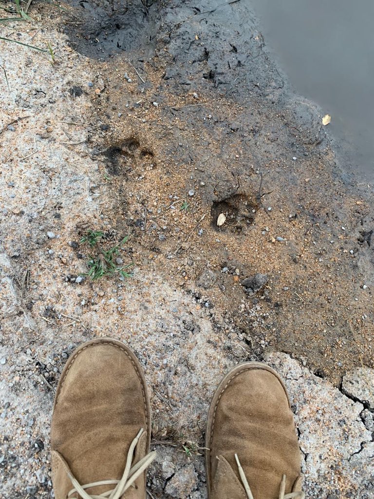 rosscouperphoto's tweet photo. Adventure spelt out in the sand 🐾
#LeopardTracks #Leopard #TuesdayMotivation https://t.co/2nzbcMrkPp
