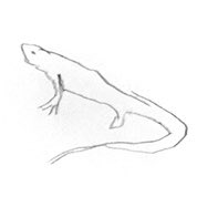  #2 This was neck and neck with number one but I love this lizard. He looks how I feel in this time of quarantine