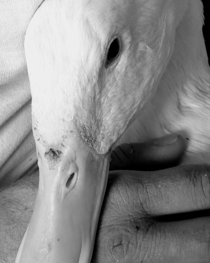DuckTanya's tweet photo. Beautiful calm creatures, my ducks are great levellers.
No matter how I am feeling they are always pleased to see me (with food that is 😂) and are blissfully unaware of any trauma. https://t.co/osmt8NDeo9