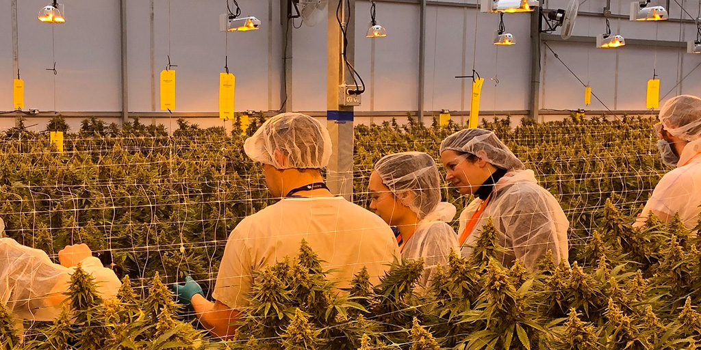 EntourageHealth's tweet photo. Let’s go #Ontario. WeedMD supports our retail partners in the venture to provide safe curbside pick-up or delivery options of #cannabis orders. Here’s a throwback from a couple months ago, when we hosted our last retail visit – the honour was ours @superette_shop #CannabisCanada https://t.co/qk5b1zjP3R