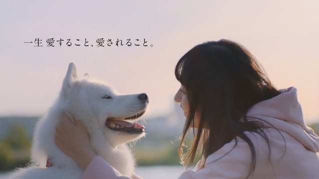 Acのcm 最近acのcmが増えてきた 猫 犬の寿命 ぽぽぽぽーん思い出してトラウマ まとめダネ